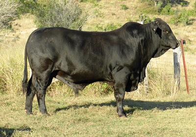 Elara Hess 734 (2017)